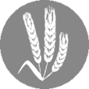 Wheat